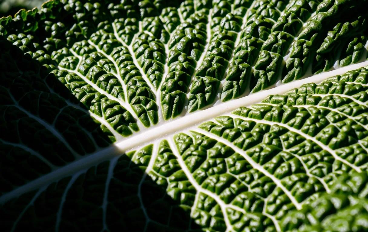 Botanical Macro