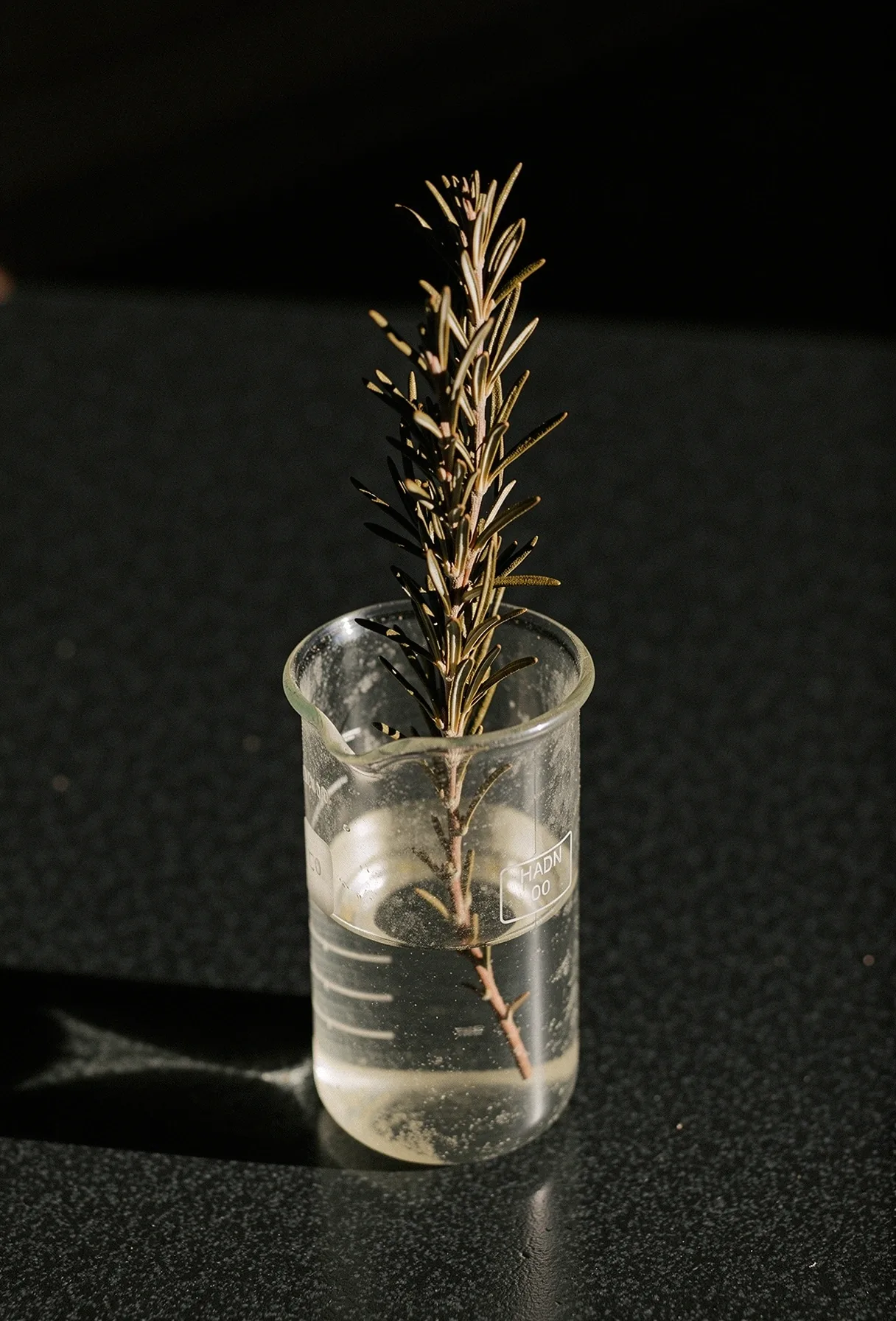Botanical element in glass beaker representing nutritional science